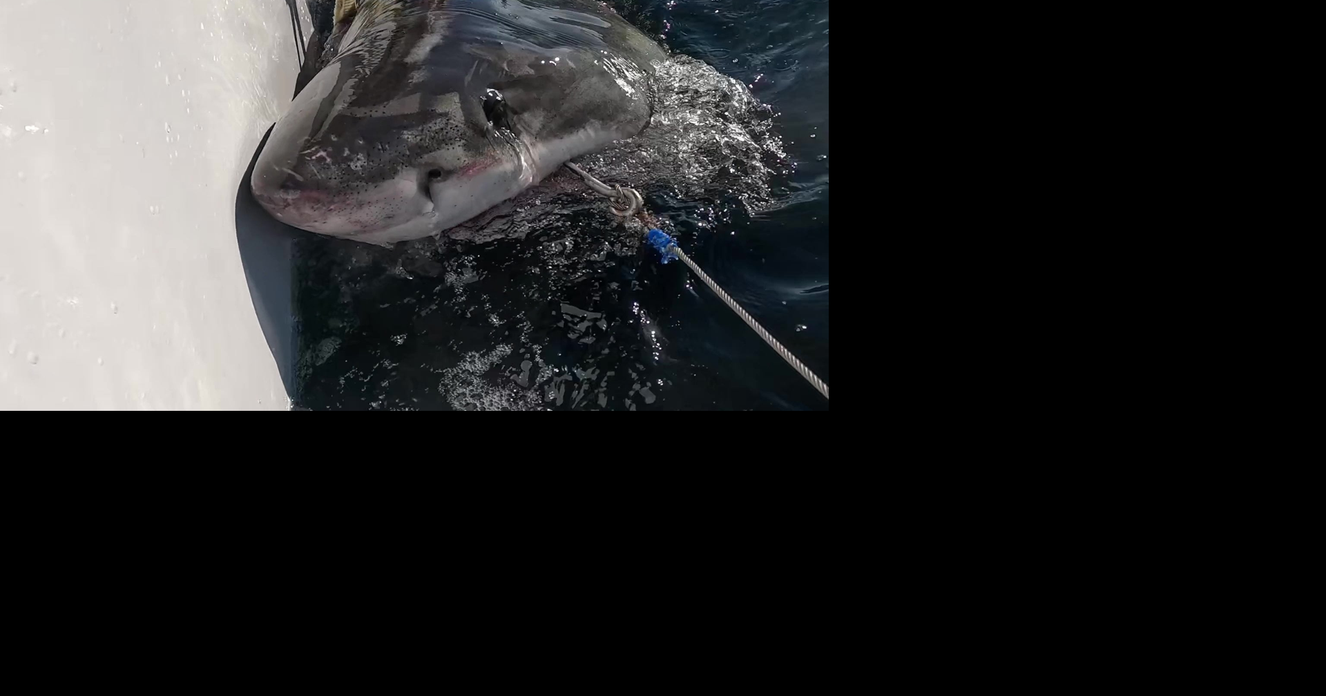 Massive 8-foot great white shark spotted near South Carolina coast