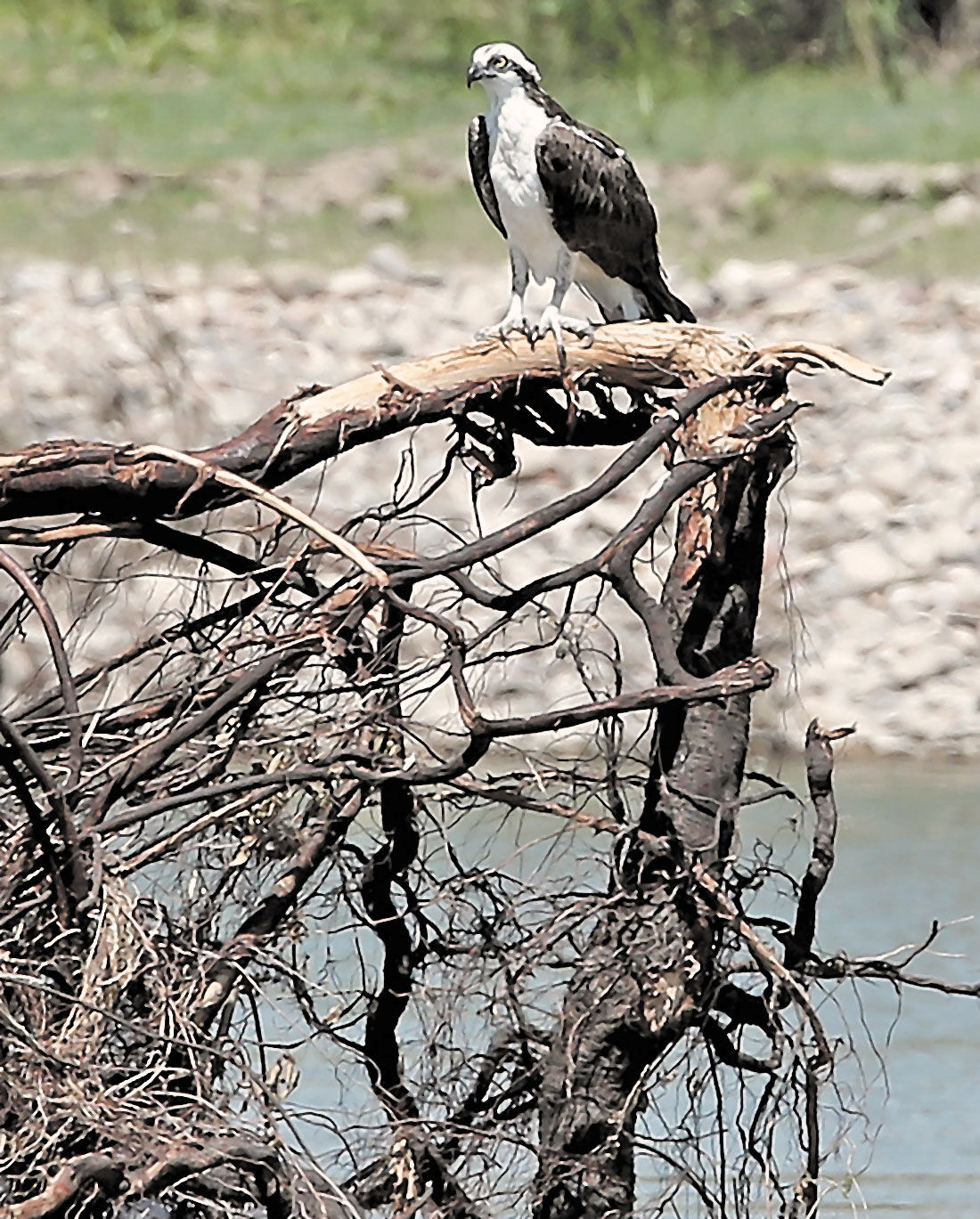 t_082819 2a osprey cpt_2_29395