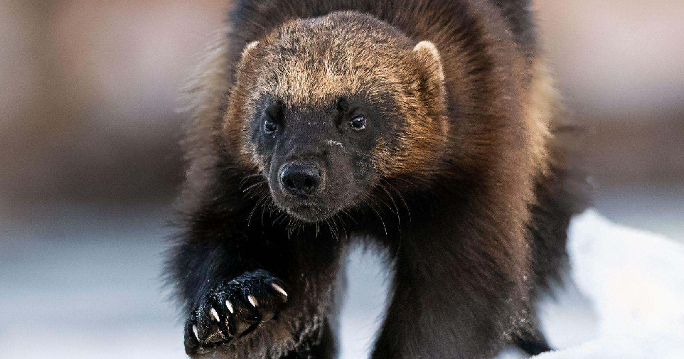 State wolverine plan a step toward reintroduction | Western Colorado ...