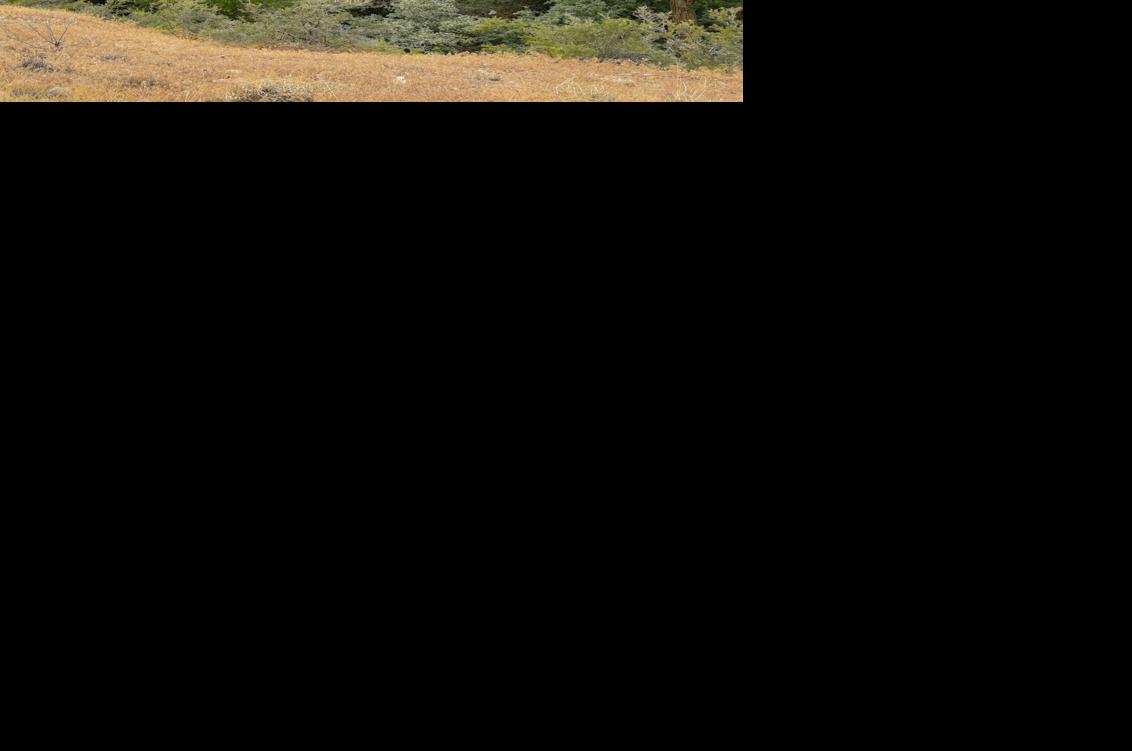 Las Colonias zipline now expected in the fall | Western Colorado ...