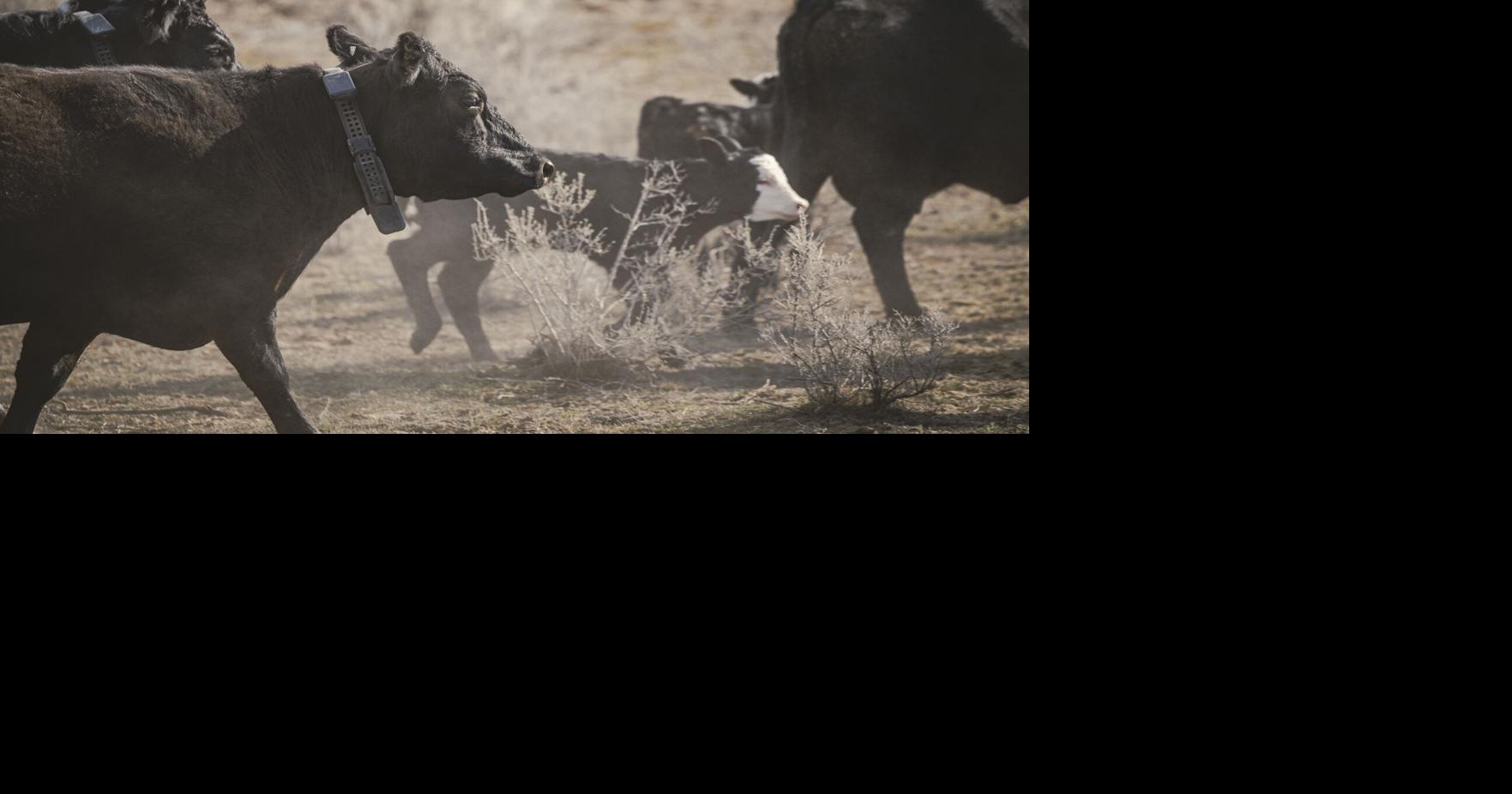 'Virtual Fence’ shows promise on Western Slope ranch