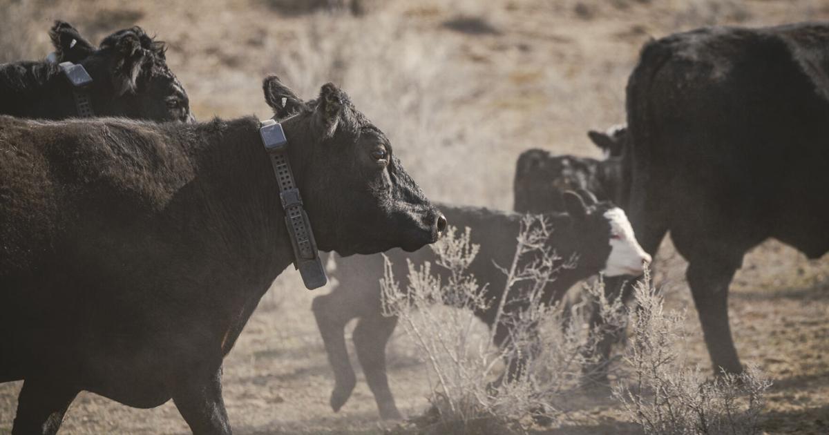 'Virtual Fence’ shows promise on Western Slope ranch