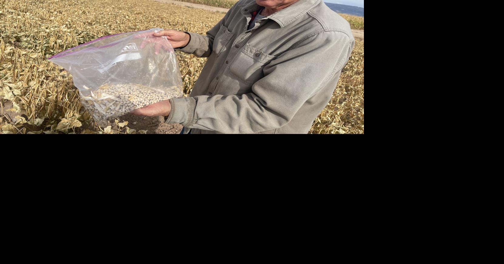 Black-eyed pea shows promise as local alternative crop in changing climate