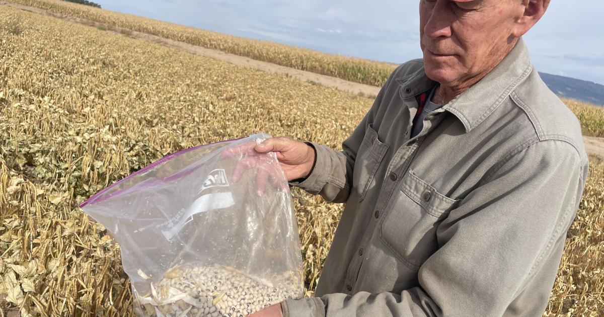Black-eyed pea shows promise as local alternative crop in changing climate