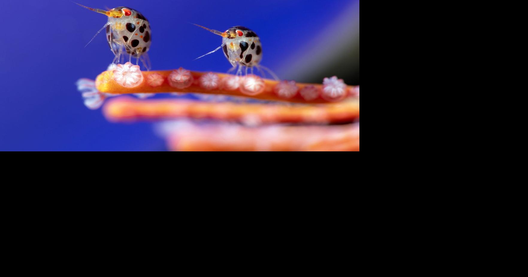 Small underwater wonders win big in ocean photography awards