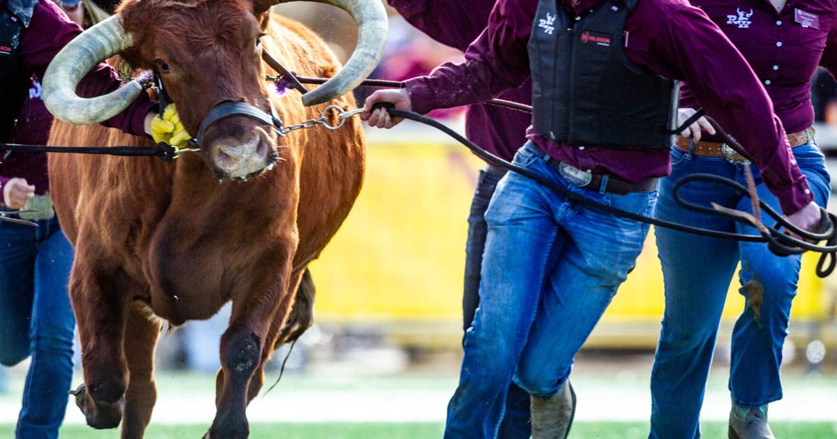Rowdy Runner Rowdy's last run: CMU's live mascot set for retirement as Rowdy II ...