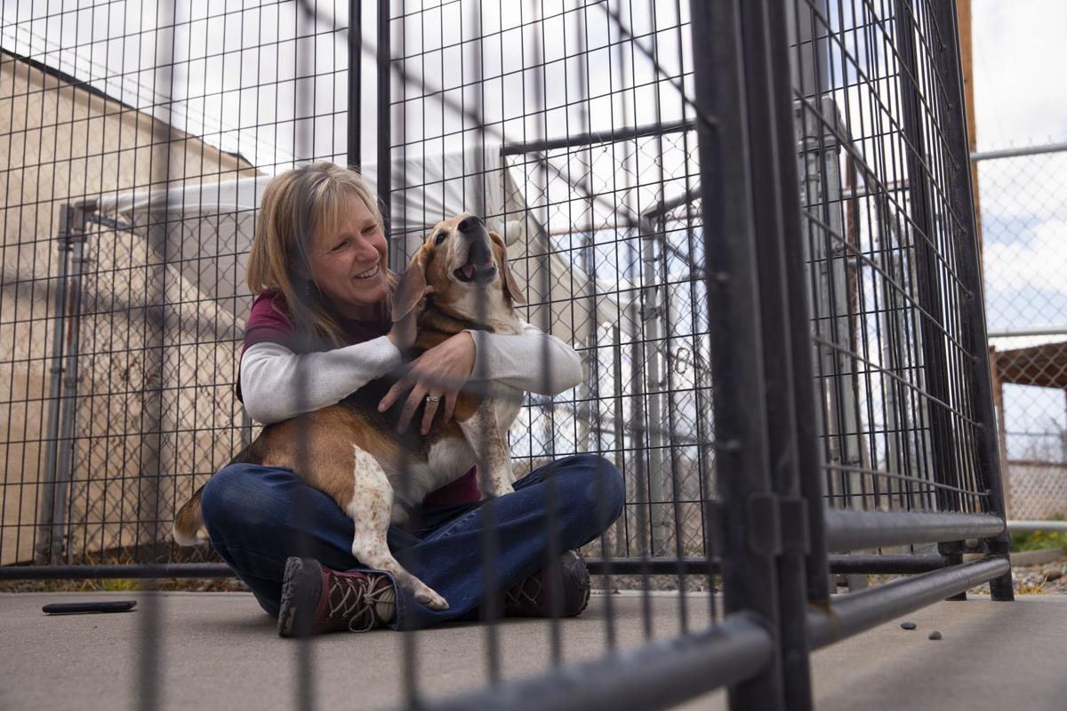 Local Animal Shelters See Upswing In Fostering Amid Covid 19 Western Colorado Gjsentinel Com