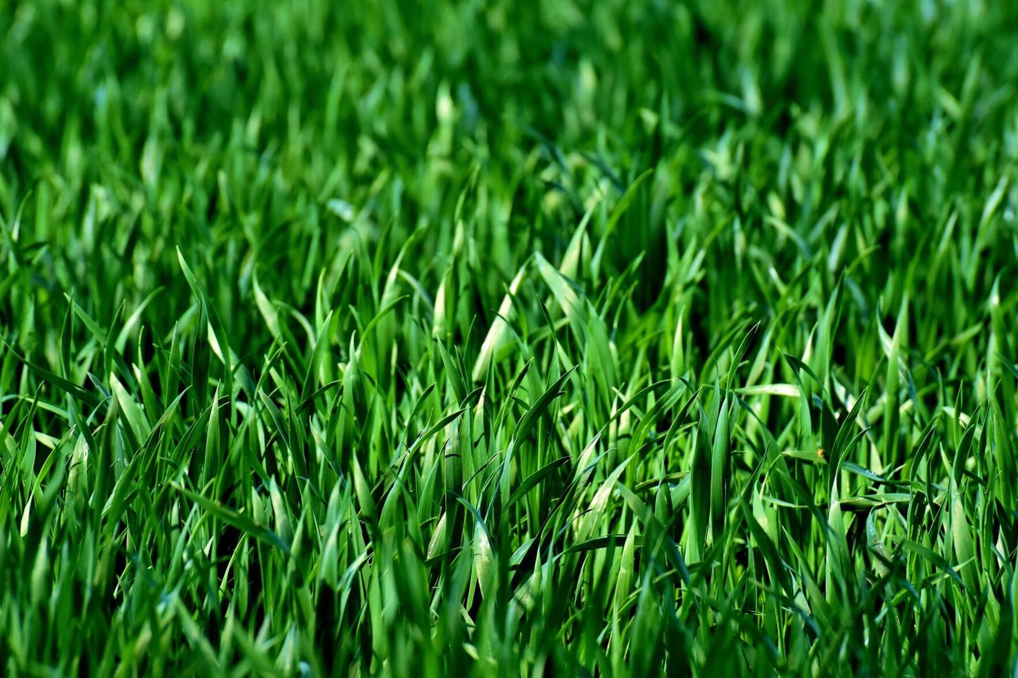 adding-mini-clover-to-grass-seed-creates-a-green-hardy-drought