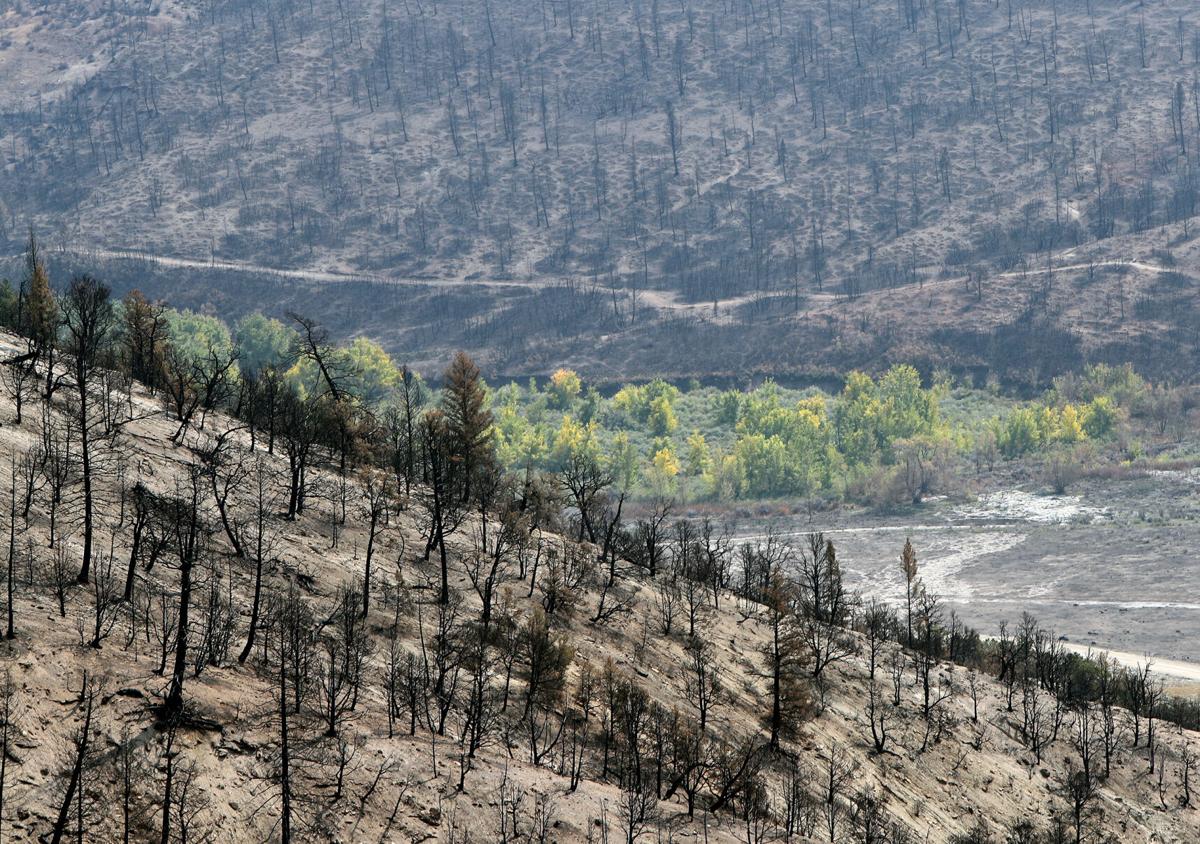 091720-Pine Gulch Restoration 6-CPT