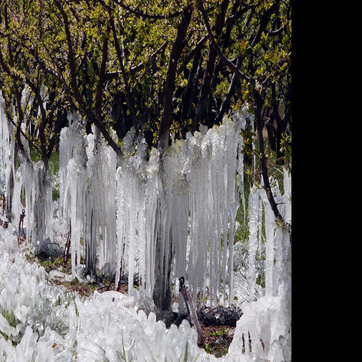 The Potential Impact Of The Freeze On The Peach Crop It Will Be Bad Western Colorado Gjsentinel Com