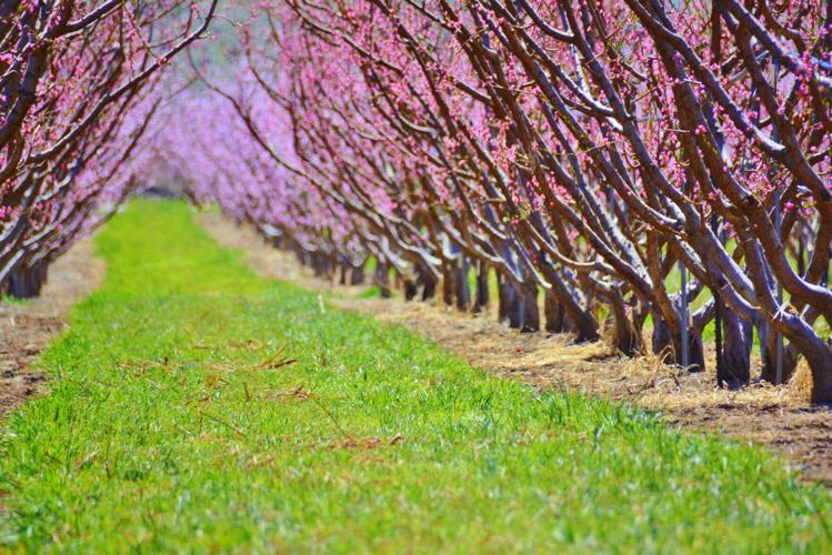 Palisade’s Fruit & Wine Byway Trail Offers Amazing Bike and Wine