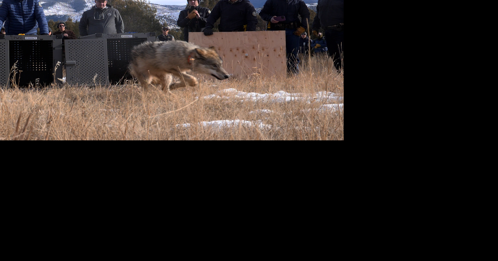 CPW uses lethal measures to remove aggressive wolf