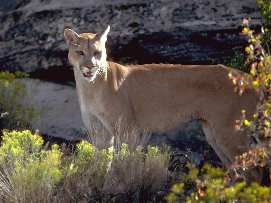 colorado mountain lion colorado mountain lion