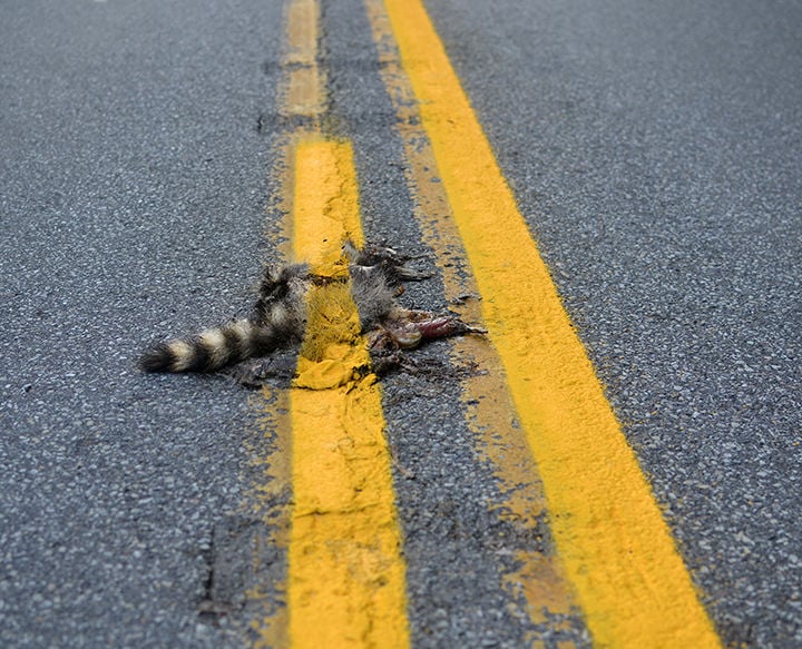 Pennsylvania road crew paints yellow line over dead raccoon | News