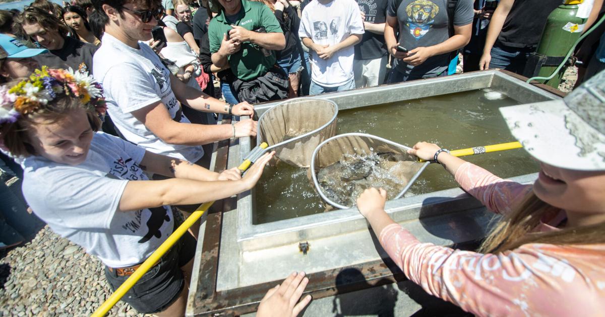 Razorback sucker fish downlisted from endangered to threatened
