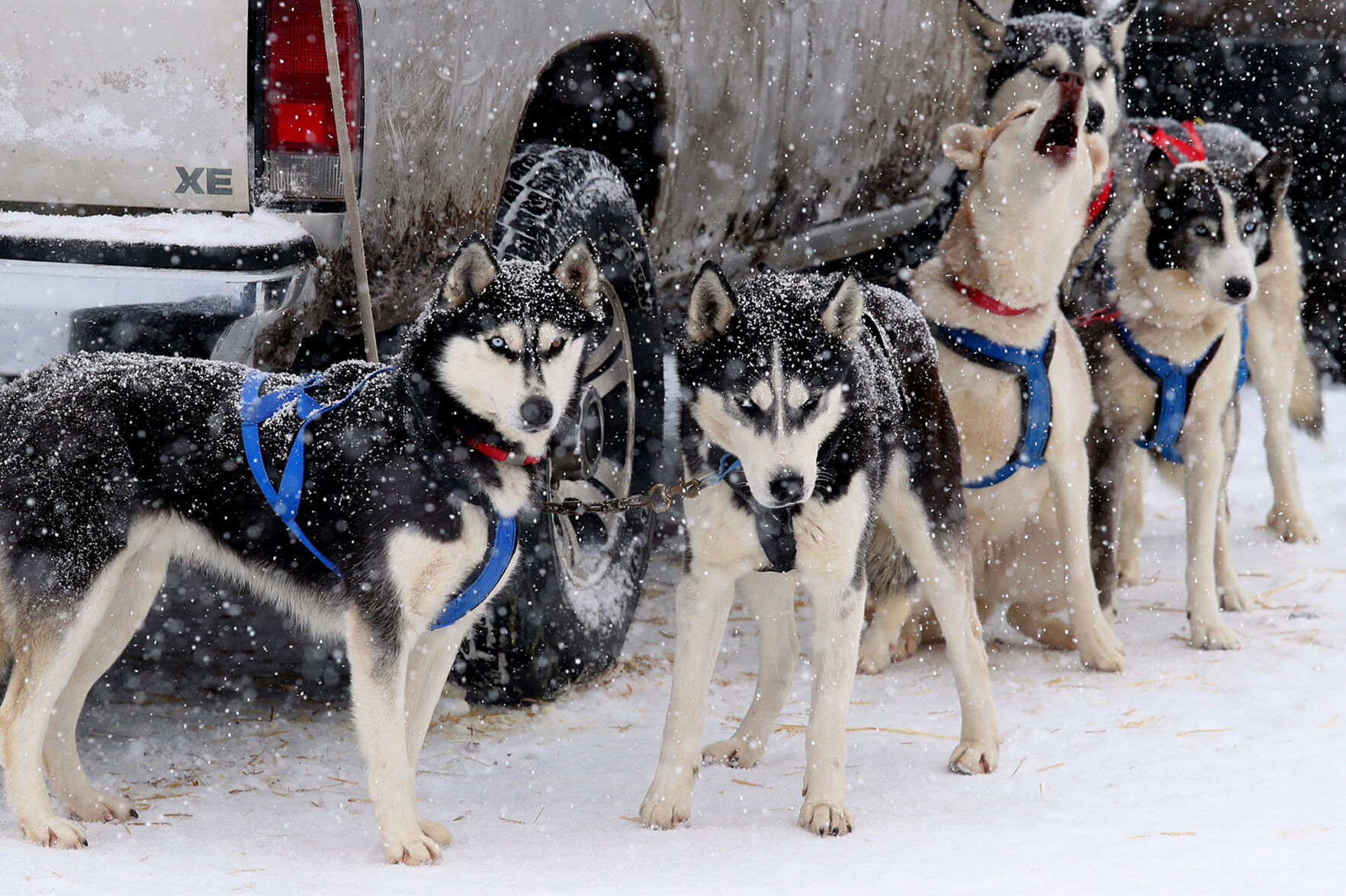 Grand Mesa sled dog races | Lifestyle | gjsentinel.com