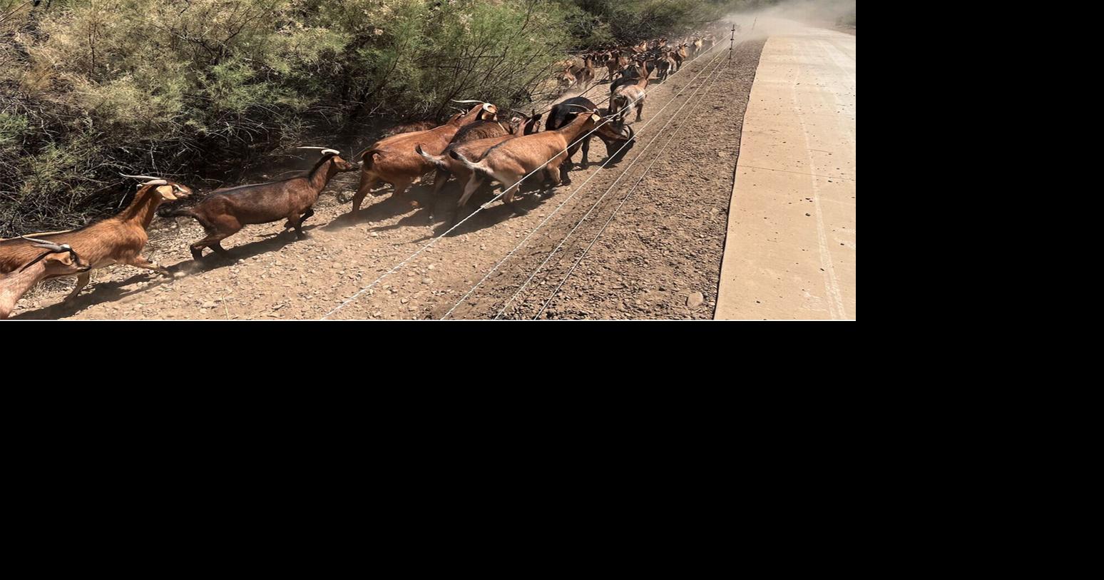 Workers that are hard to bleat: Goats provide weed control and fire mitigation in Grand Junction