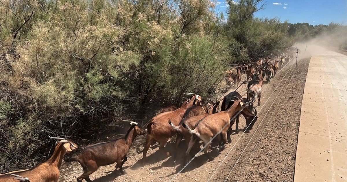 Workers that are hard to bleat: Goats provide weed control and fire mitigation in Grand Junction