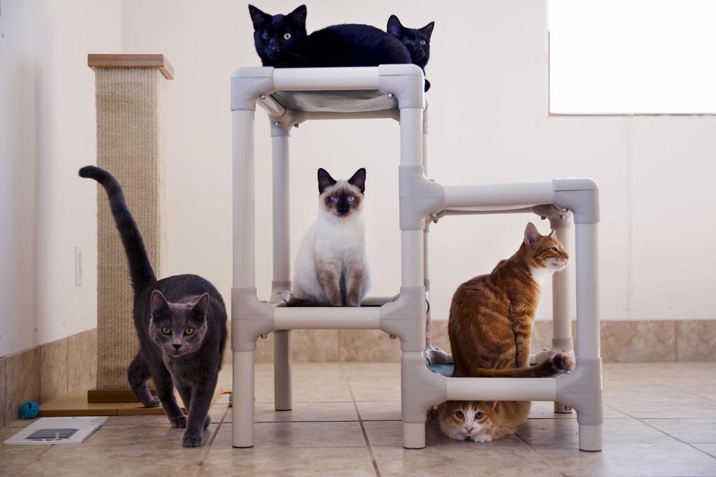 More Than 30 Felines Ready For Adoption At New Center In Grand