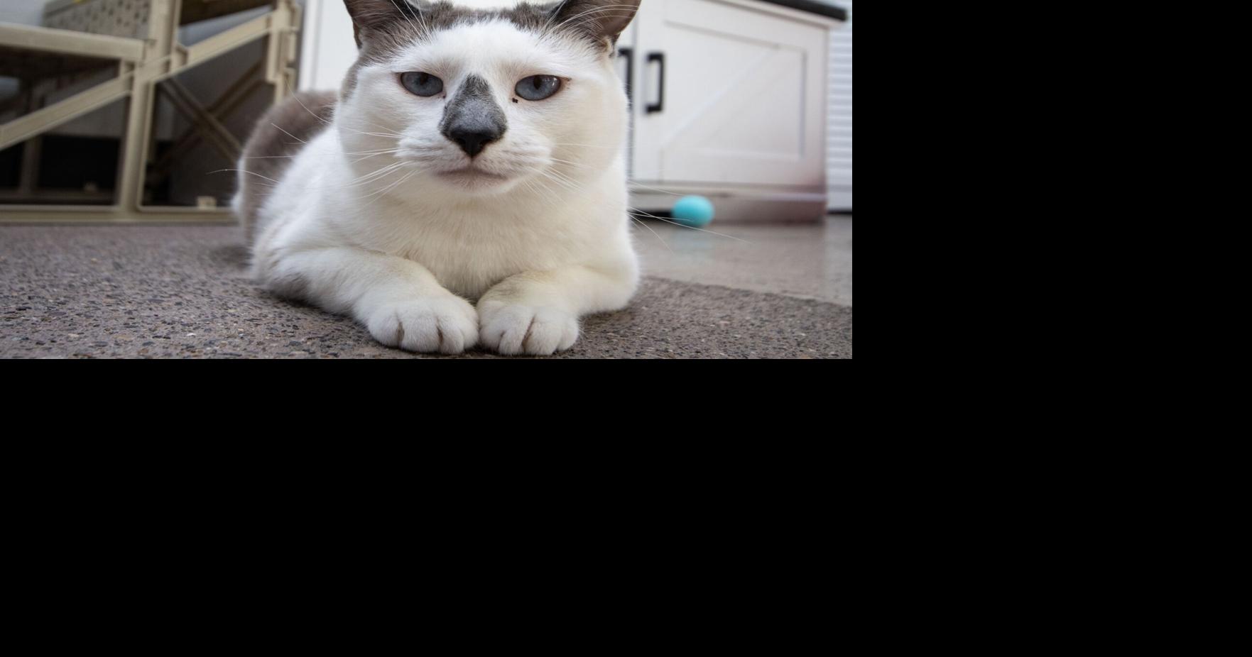 How air quality affects your animals
