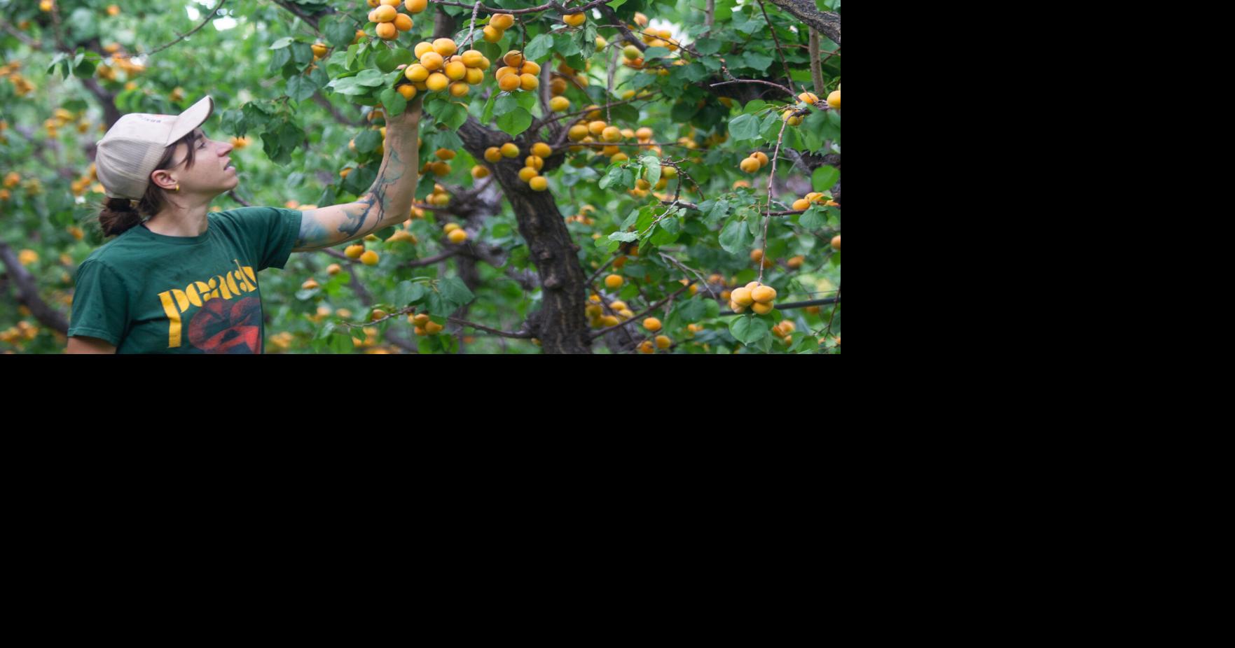 Palisade harvesting fruit around three weeks earlier than normal this year