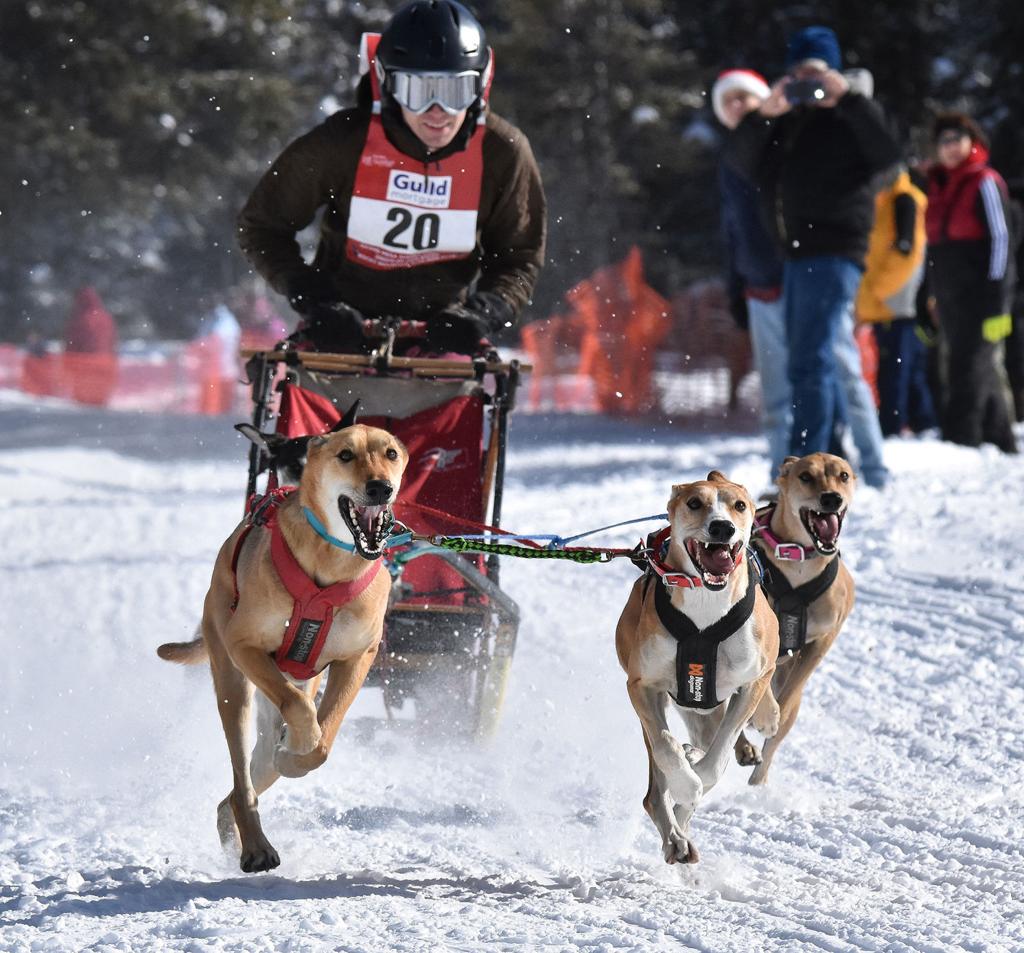 are sled dogs treated fairly