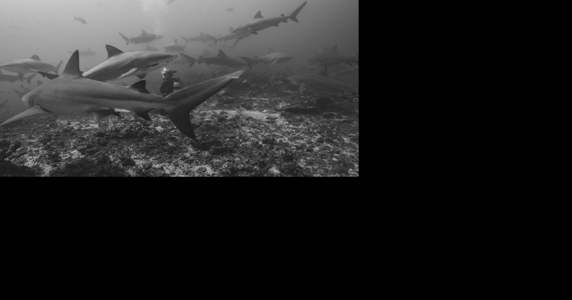 New research reveals sharks have friends