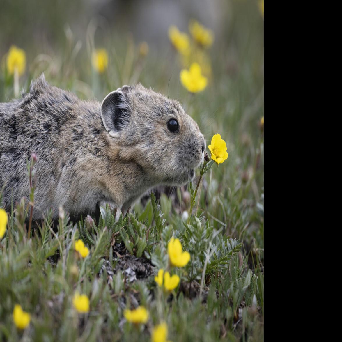 Image of the Day: Pika Populations