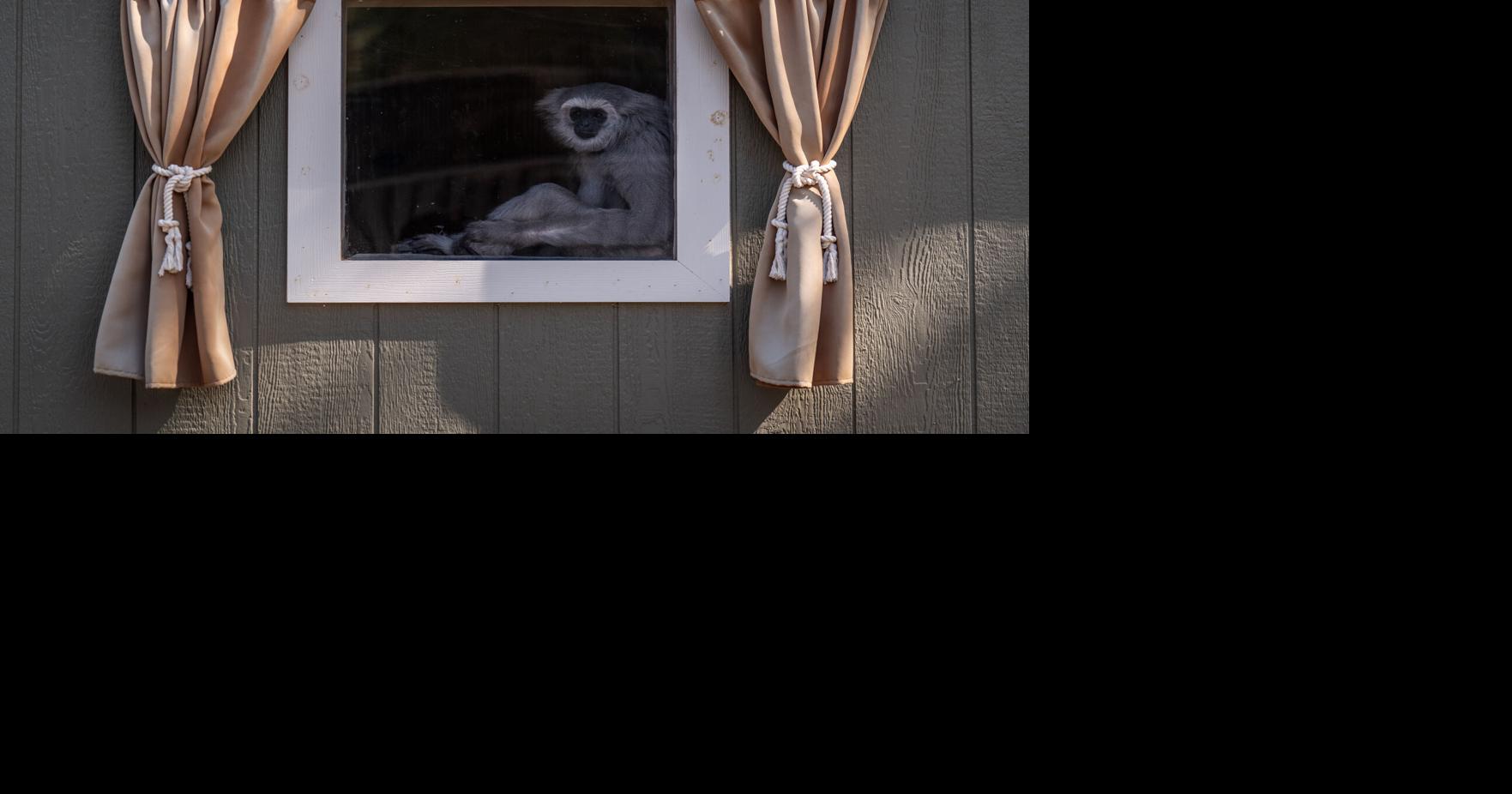 A haven for endangered gibbons, in photos