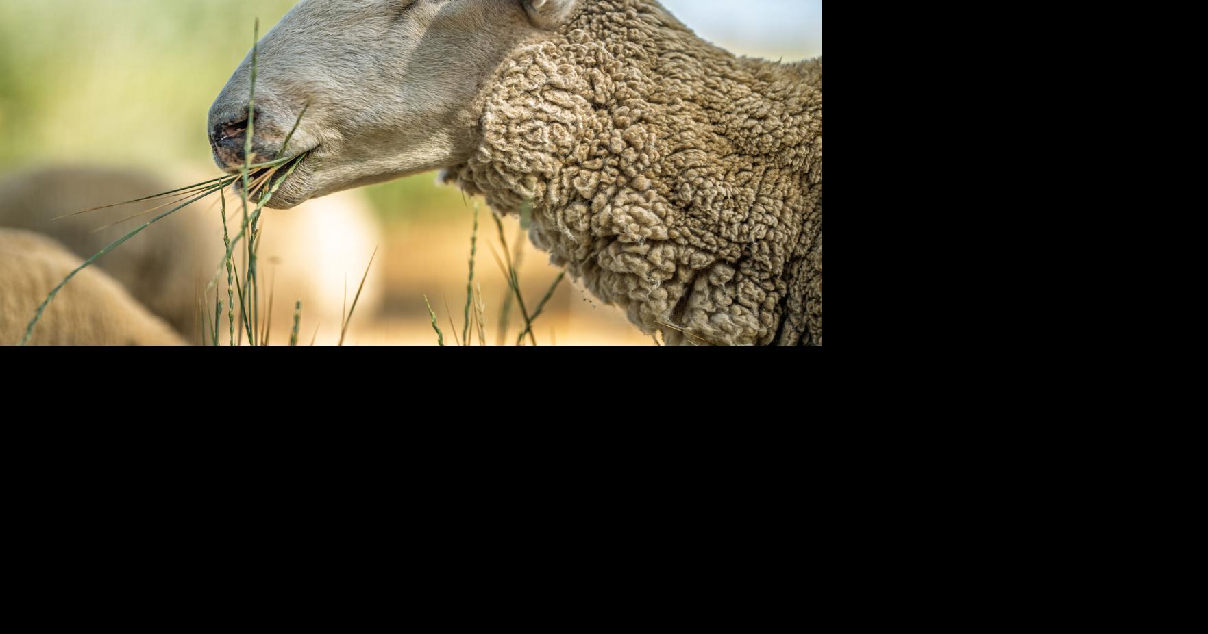 Cities deploy livestock, like sheep, for fire prevention