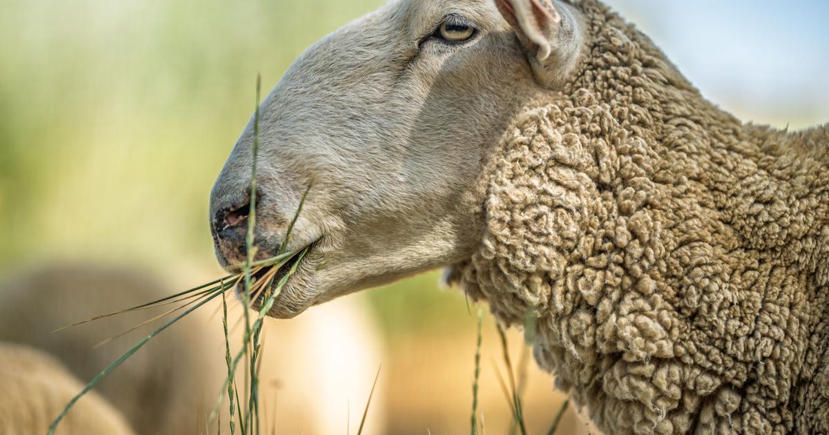 Cities deploy livestock, like sheep, for fire prevention