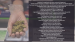 Marijuana Retail Licenses