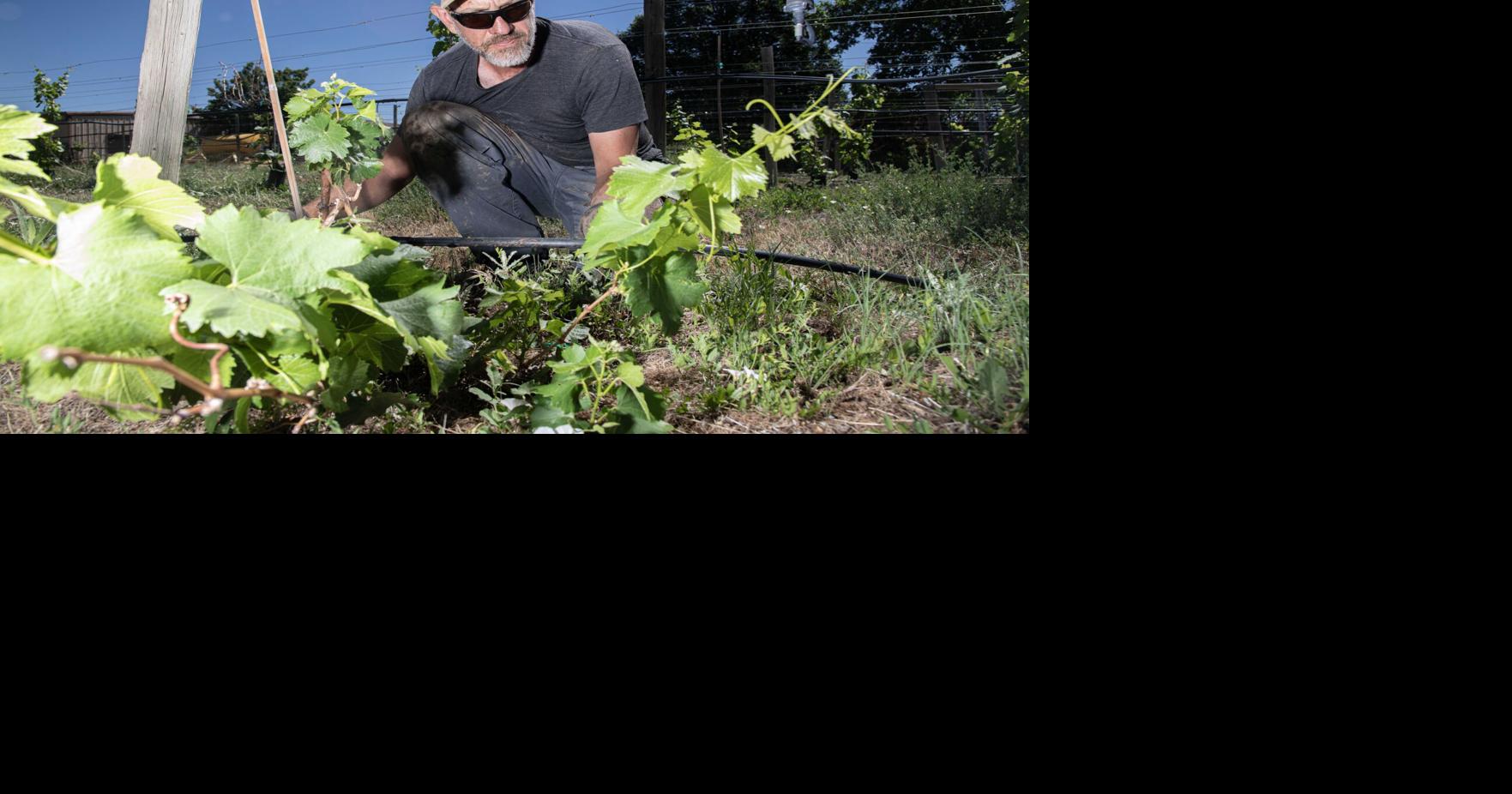 Drought worries tormenting Hotchkiss vineyard owners