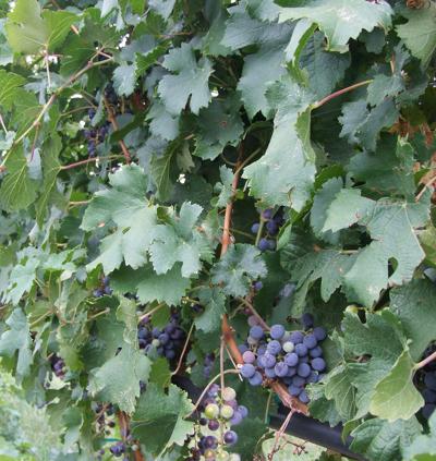 伟谷葡萄产量就开始2013年作物