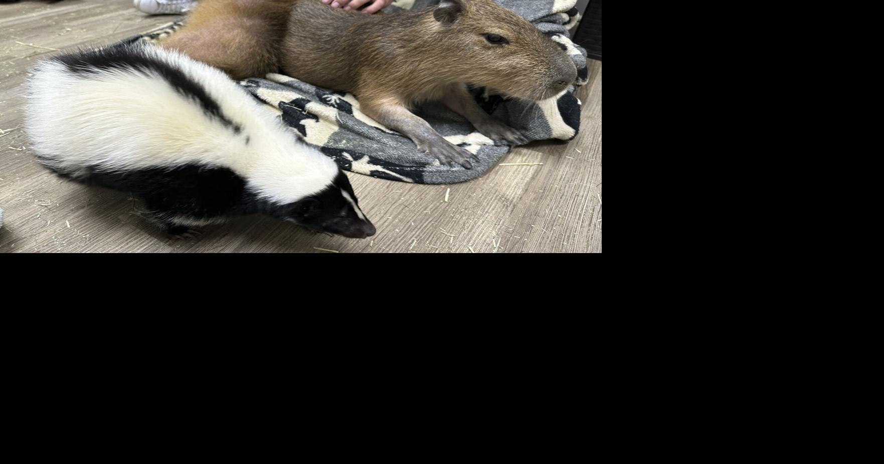 CPW Commission adopts daily bag limit of two for furbearer species