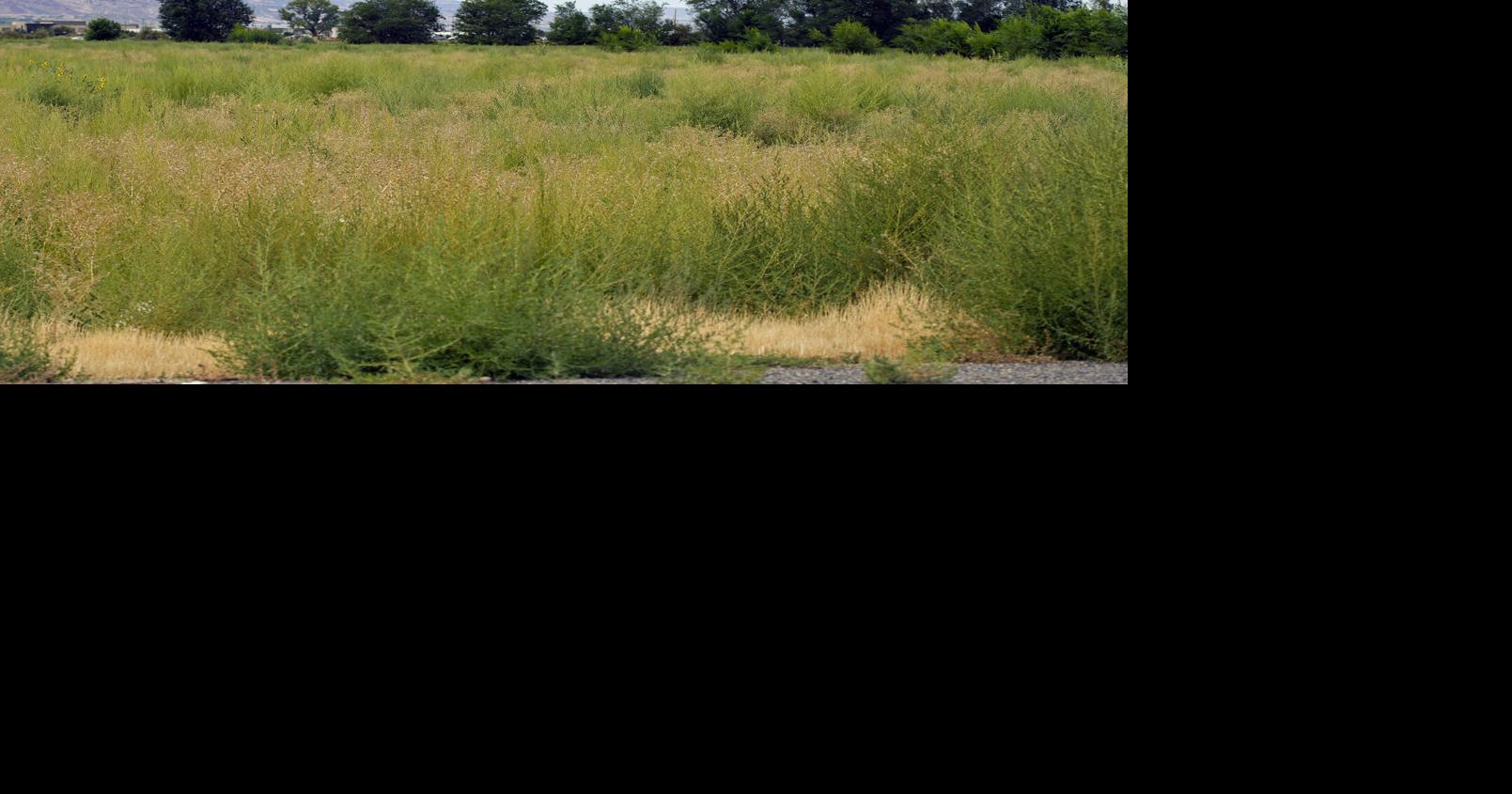 Eddy developer continuing focus on Grand Junction Western Colorado