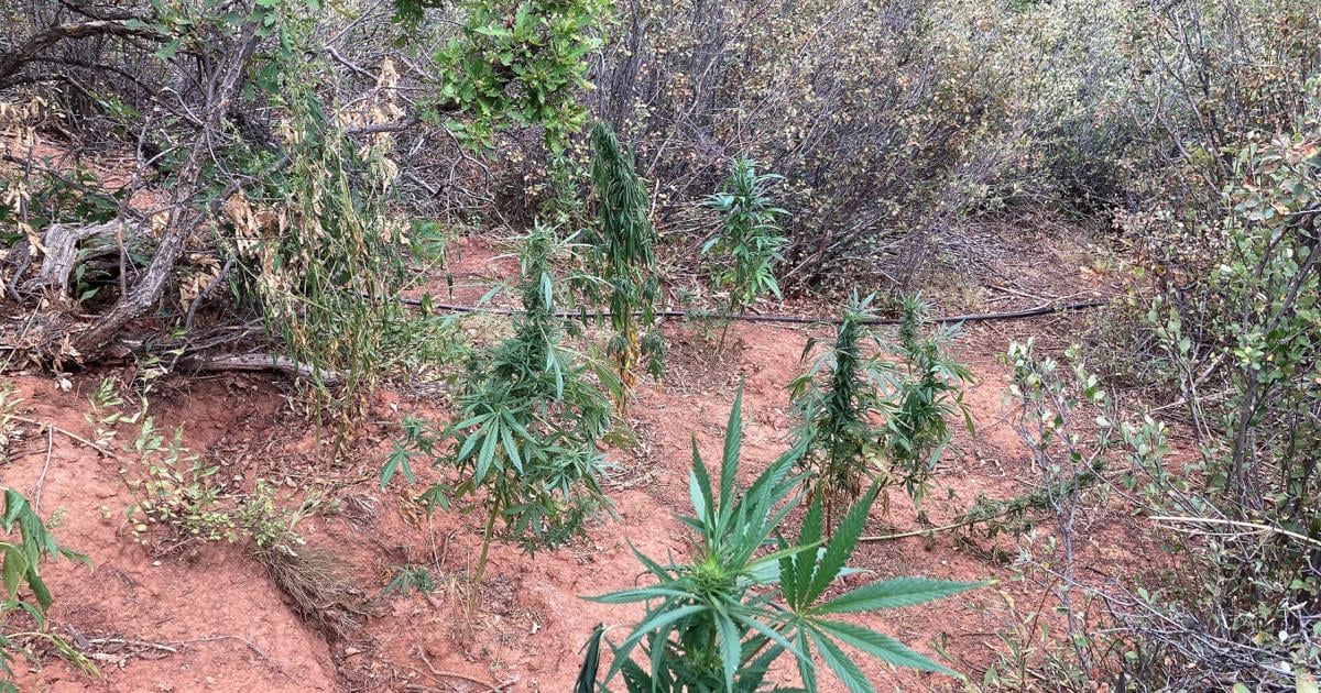 BLM entstehen kostspielige Säuberungsrechnungen nach der Entdeckung von lokalen Pot-Anbauten | West-Colorado BLM entstehen kostspielige Säuberungsrechnungen nach der Entdeckung von lokalen Pot-Anbauten | West-Colorado