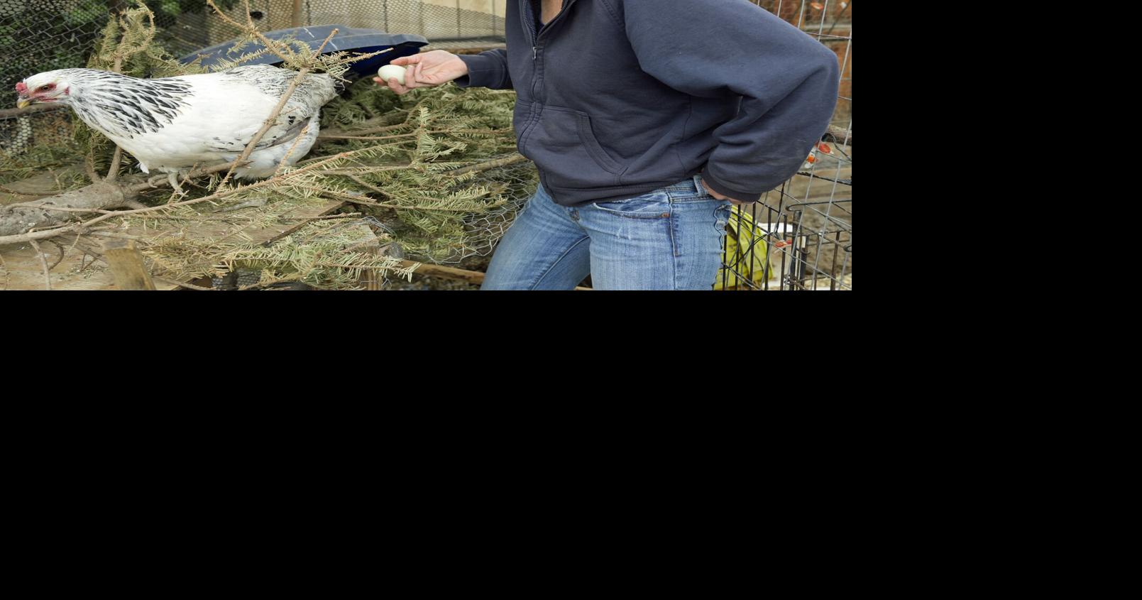 Inflation, avian flu impacting local backyard chicken farmers | Western ...