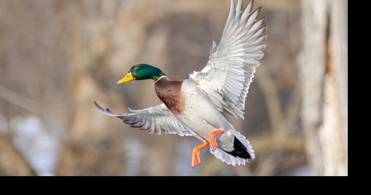 Most commonly hunted migratory birds in Colorado