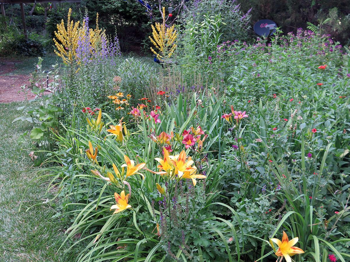 Soy sauce traps solve problems with earwigs Home and Garden