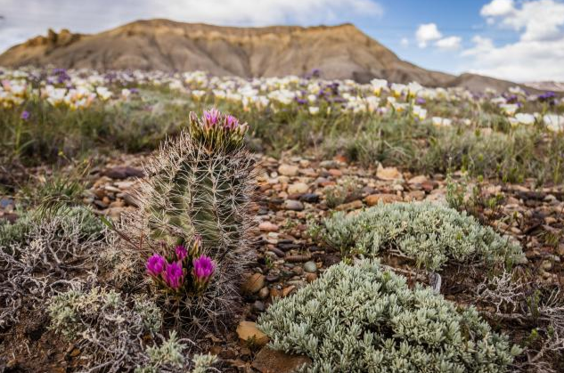 Local cactus to no longer be listed as threatened species | Western  Colorado | gjsentinel.com
