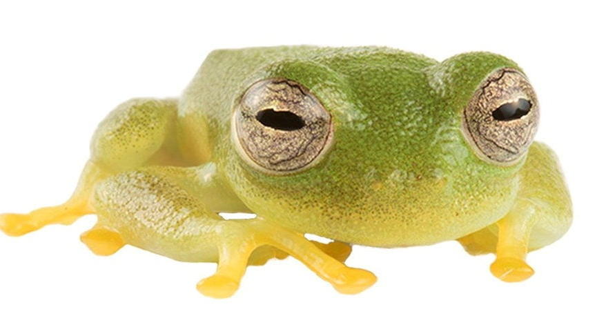 Newly discovered frog species named after Olympic champion | National ...