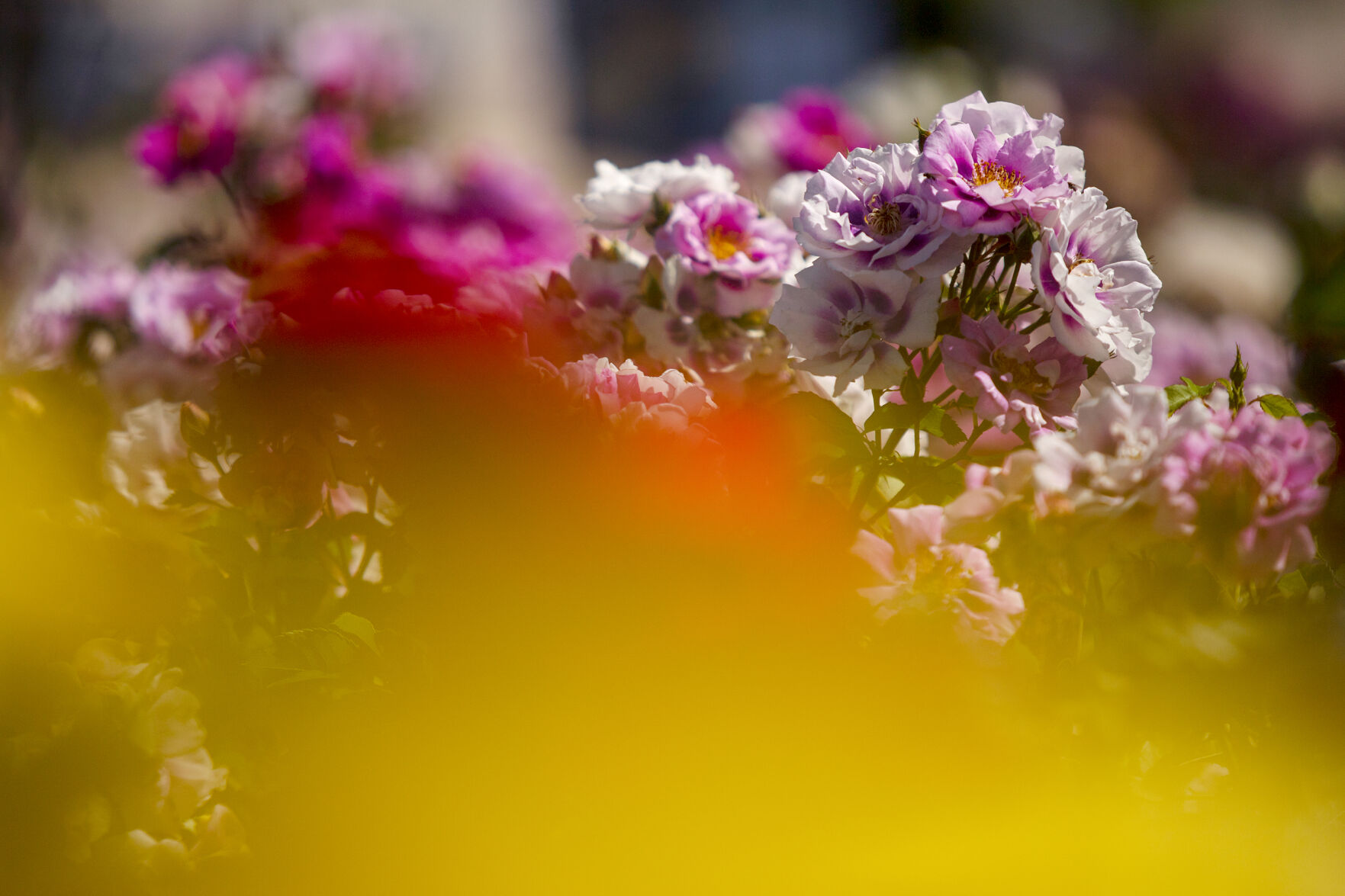 Gardening gangbusters: 2020's appetite for gardening remaining strong in 2021 - Vimarsana News