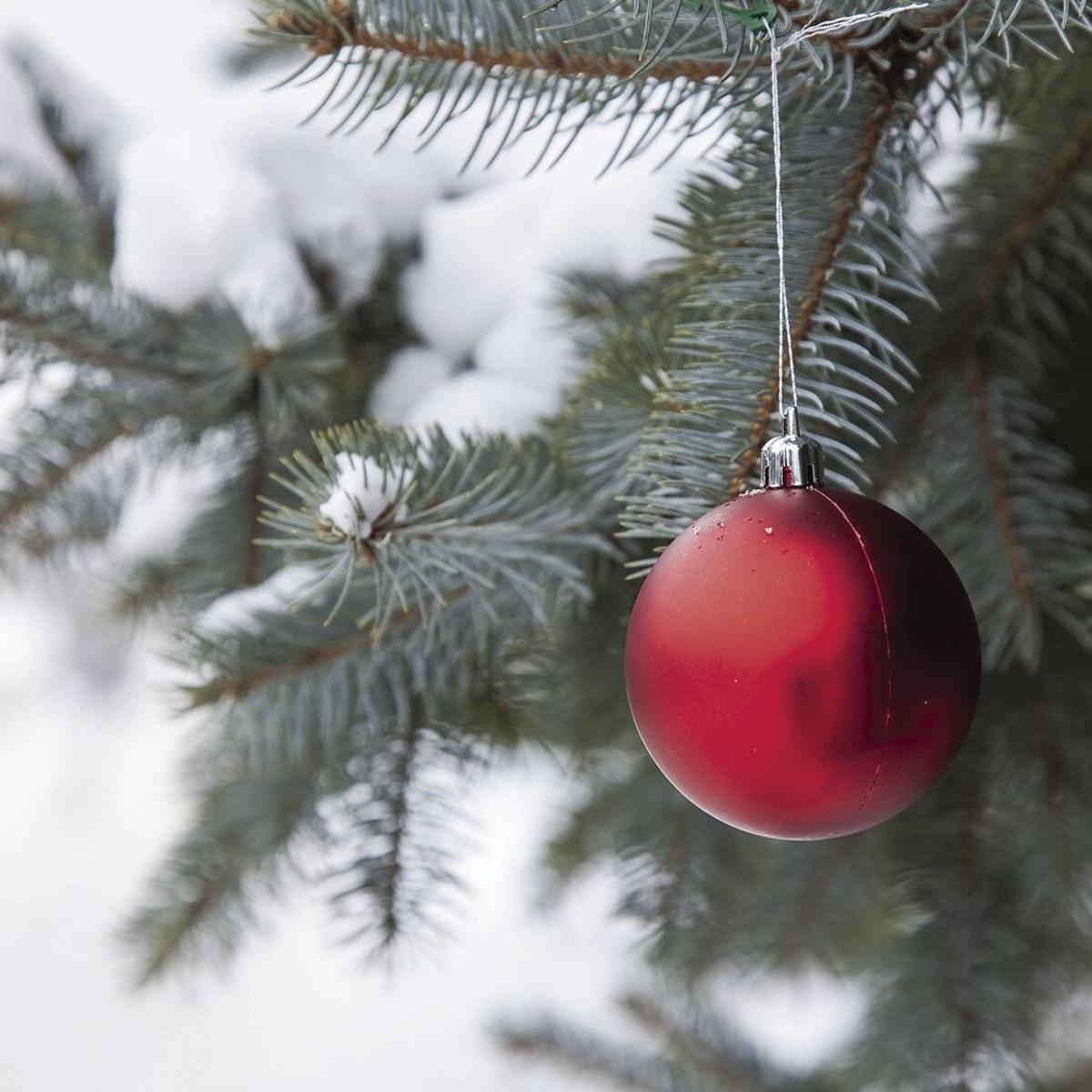 Gj Boy Scout Christmas Trees 2021 Zg1xgws8e1yofm Gj Boy Scout Christmas Trees 2021 Zg1xgws8e1yofm