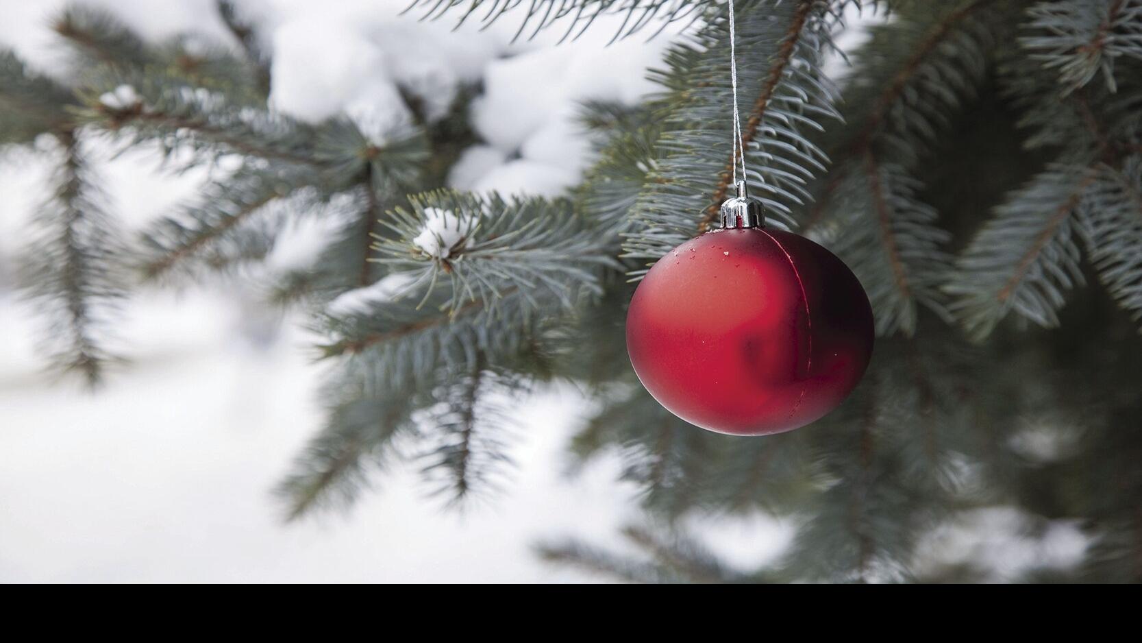 Brunswick Mesa Christmas Day 2022 Tree For The Season: Get The Early Pick On Christmas Trees At These Spots |  Entertainment | Gjsentinel.com