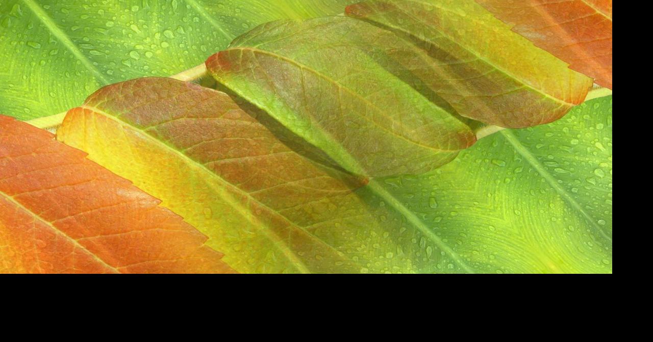 Spring or fall? Plants ‘confused’ after record hot summer | National ...