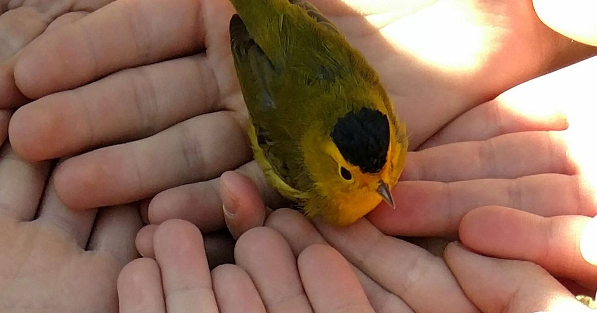 Lernen, ein junger Bürger der Wissenschaft zu sein | West-Colorado Lernen, ein junger Bürger der Wissenschaft zu sein | West-Colorado