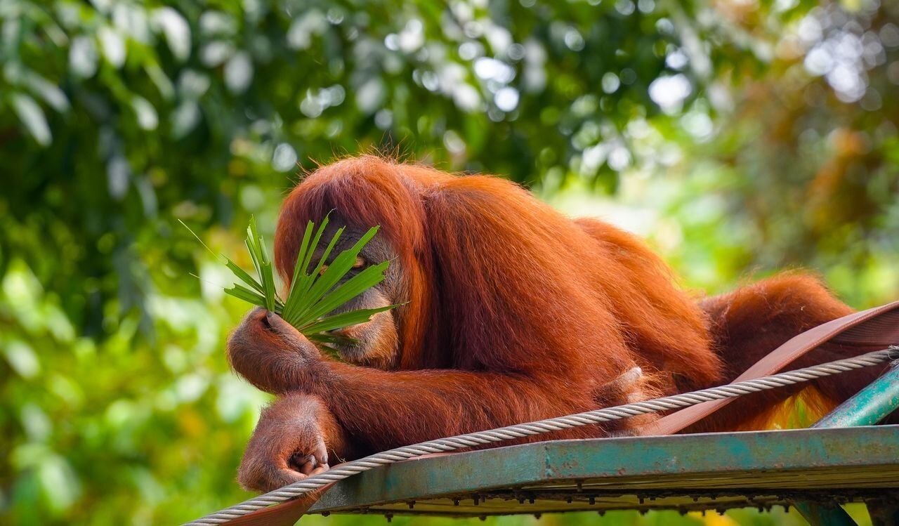 One Lear Values Does hearing laughter help orangutans learn? | National | gjsentinel.com