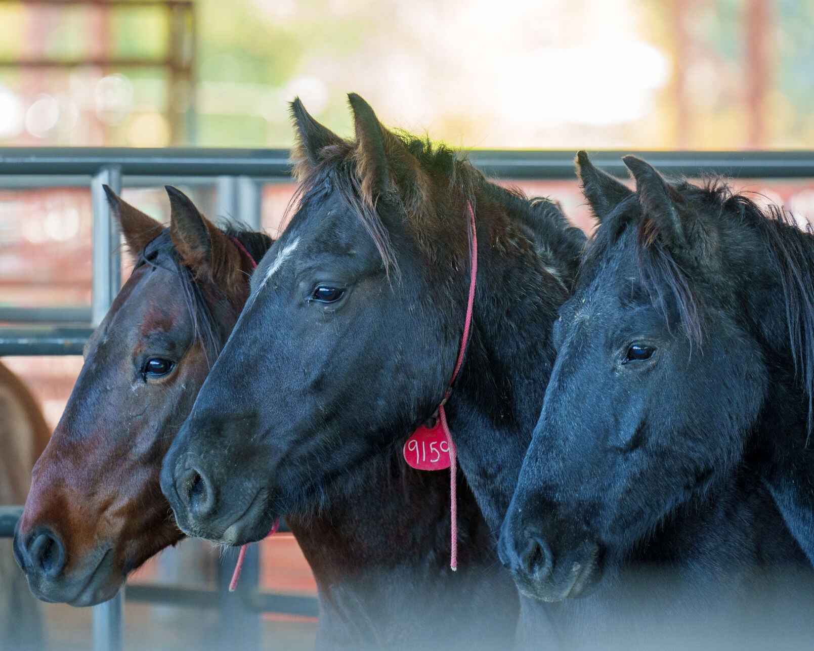 Judge sets aside BLM horse adoption incentive program | Western ...