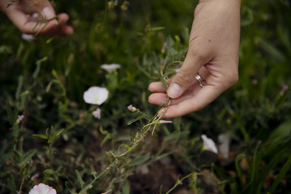 Bugs with advantages: Palisade Insectary’s biocontrol brokers tackle pests throughout the state | Western Colorado